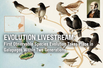 evolution_livestream-final.jpg