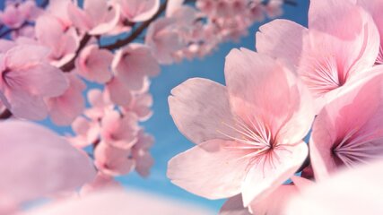 cherry blossom blender.jpg
