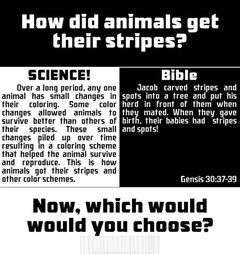 how animals get their stripes.jpg