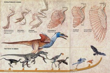Evolution of the Wing and Bird.jpg