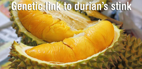durian-final.jpg