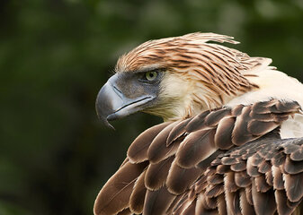 Philippine_Eagle_an_Endangered_Species.jpg