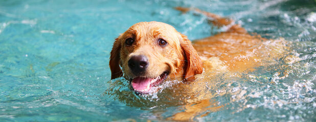 Teaching your dog to swimHERO.jpg