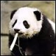 poe_the_panda