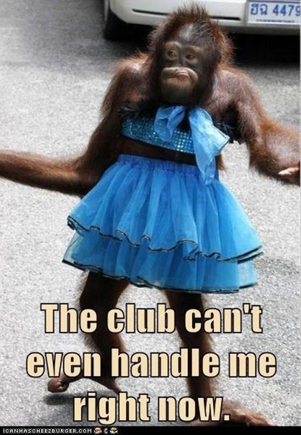monkey-in-a-dress.jpg